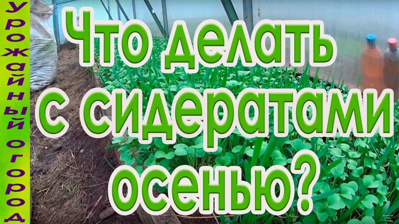 Какие сидераты сеять осенью, зачем сеять, в чём особенности разных культур