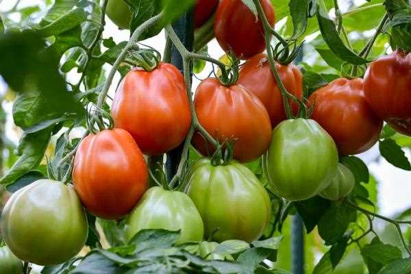 Выбор сортов томатов