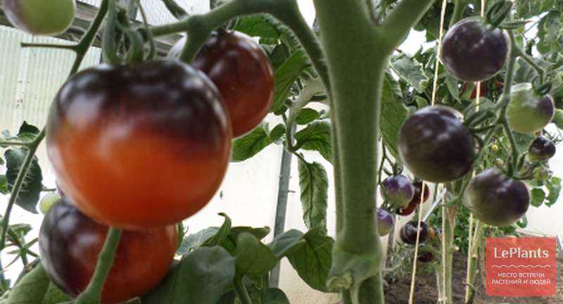 Оптимальные условия выращивания томатов в теплице