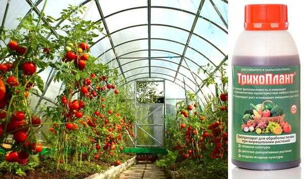 Как выбрать сорт томатов для теплицы: советы садоводов