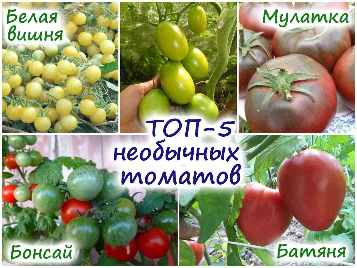 Подходящие условия для выращивания томатов в теплице: