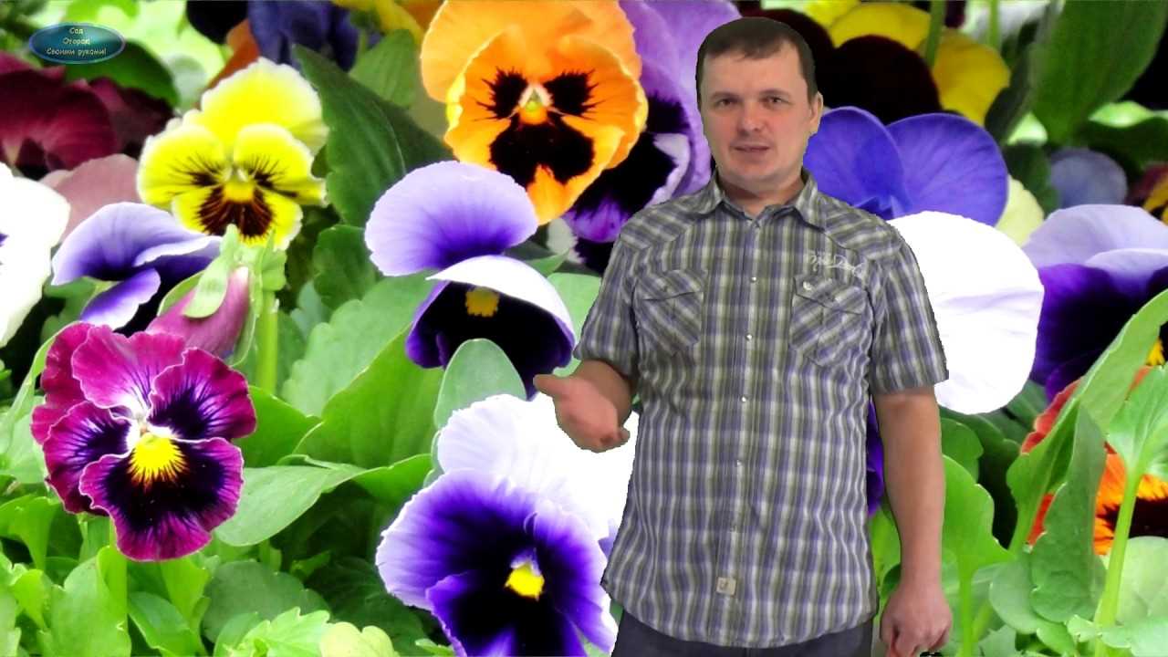 Борьба с болезнями и вредителями