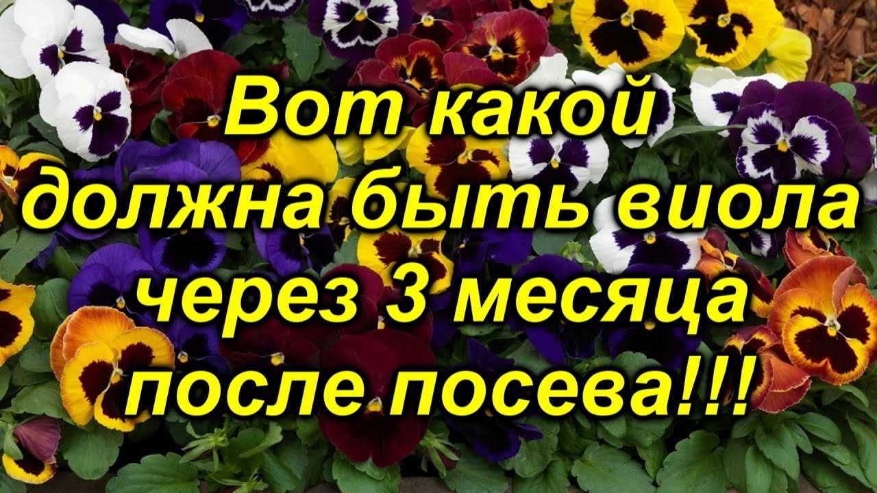 Готовность сеянцев к высадке в открытый грунт