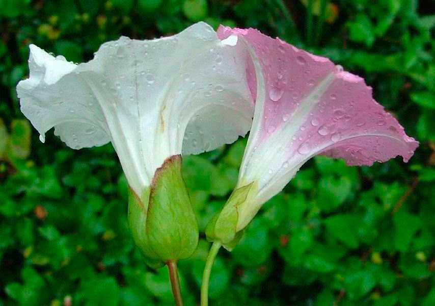 3. Калистегия полевая (Calistegia sepium)