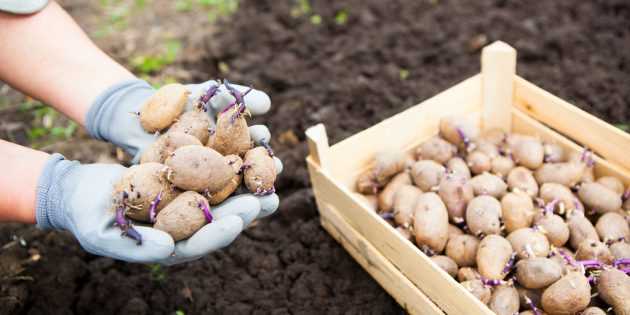Картофель: посадка клубнями весной – как и когда