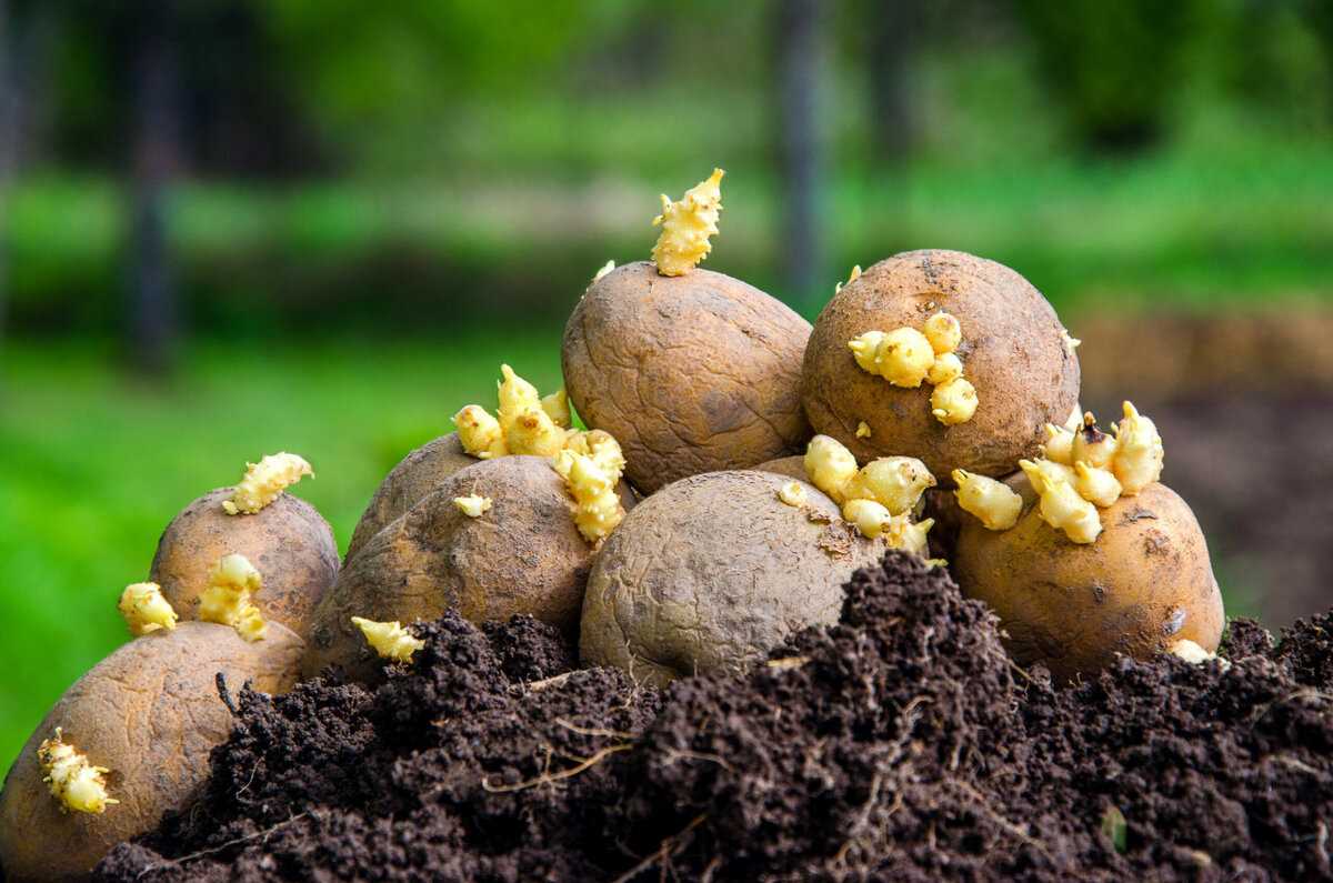Когда посадить картофель?