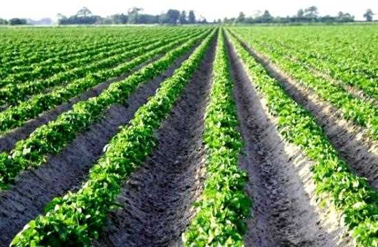 Картофель: технология выращивания из семян, посев