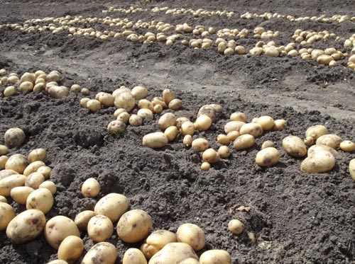 Основные этапы выращивания картофеля из семян: