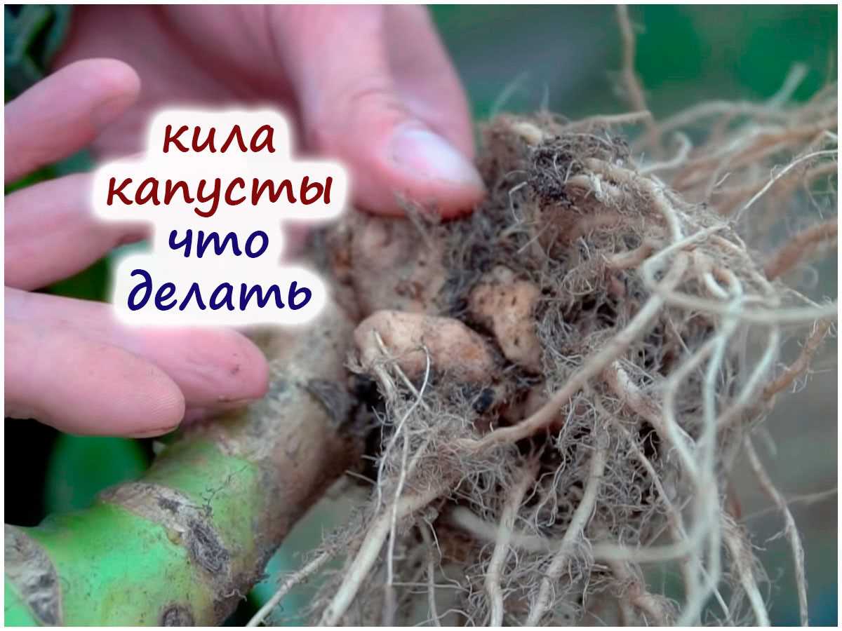 Биологические методы борьбы с болезнью кила капусты