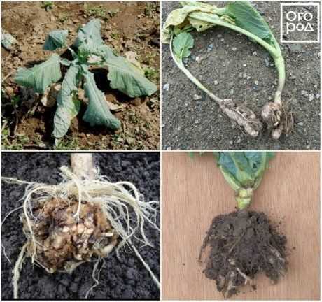 Обработка семян и почвы для предотвращения заражения