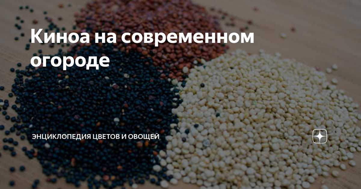 Подготовка почвы для выращивания киноа