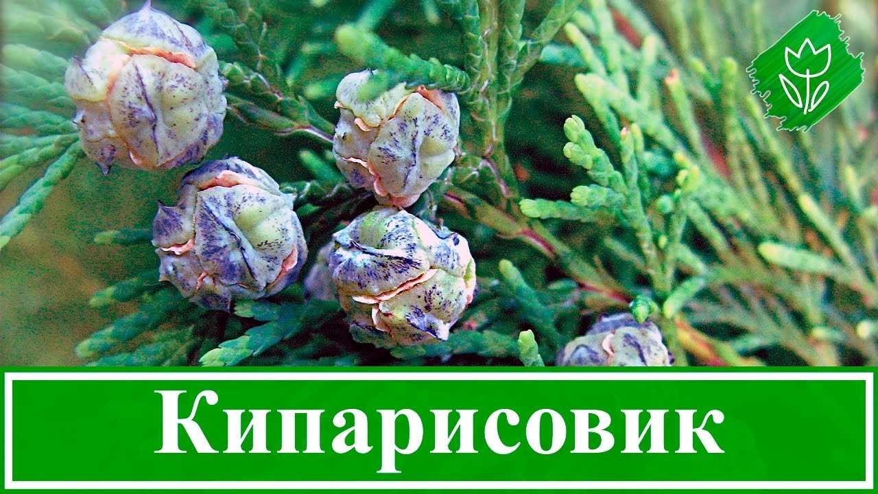 2. Кипарисовик лимонно-желтый (Cupressus macrocarpa 'Lemon Scented')