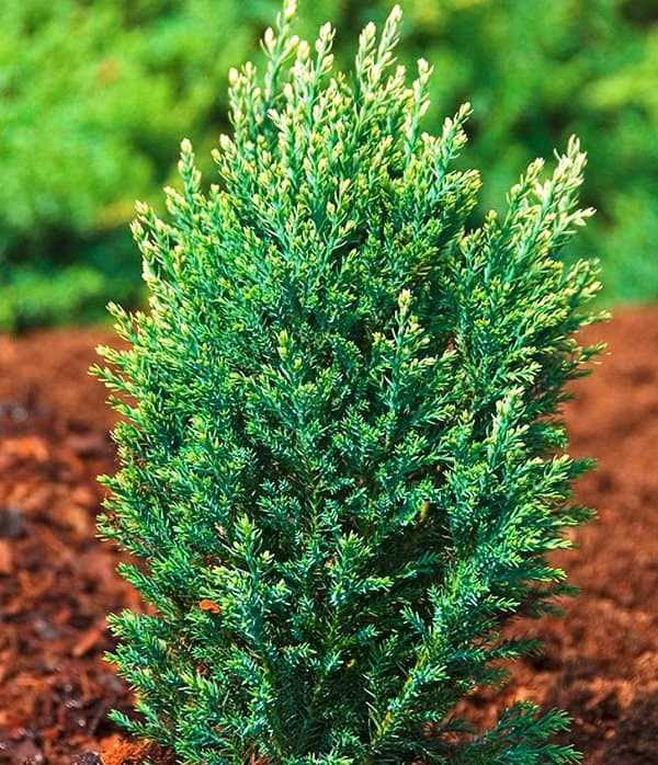 5. Кипарисовик шарообразный (Chamaecyparis obtusa 'Nana Gracilis')