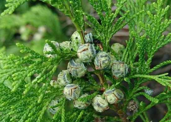 1. Кипарисовик обыкновенный (Cupressus sempervirens)