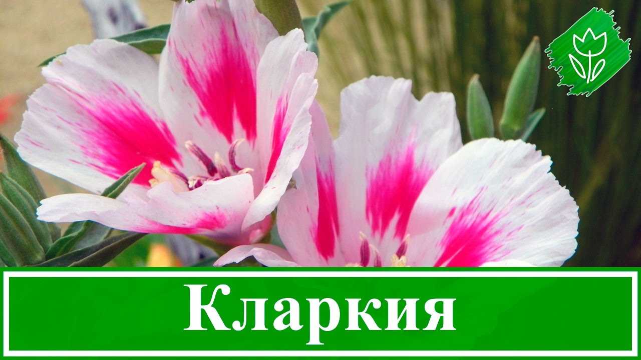 Кларкия: выращивание, посадка и уход