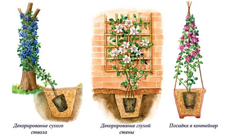 2. Подкормка