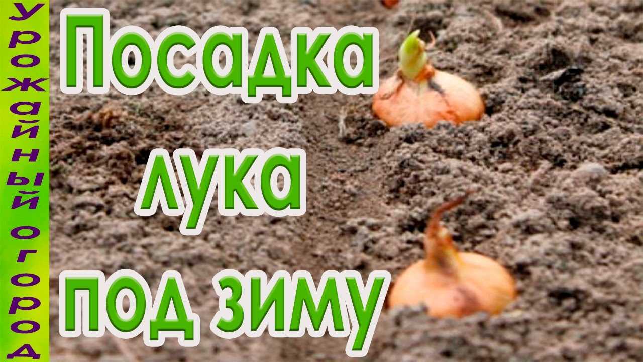 Когда лучше сажать лук: осенью или весной – что дешевле, а что даст больший урожай?