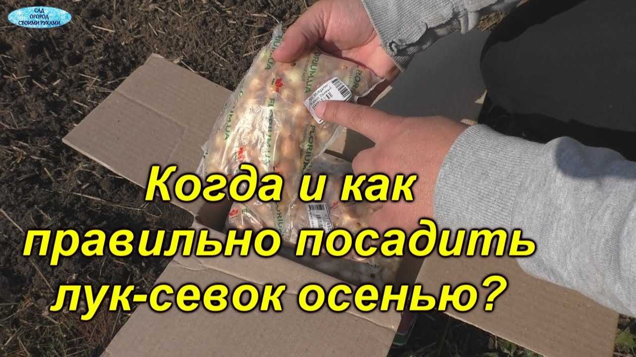 Популярность осенней посадки лука