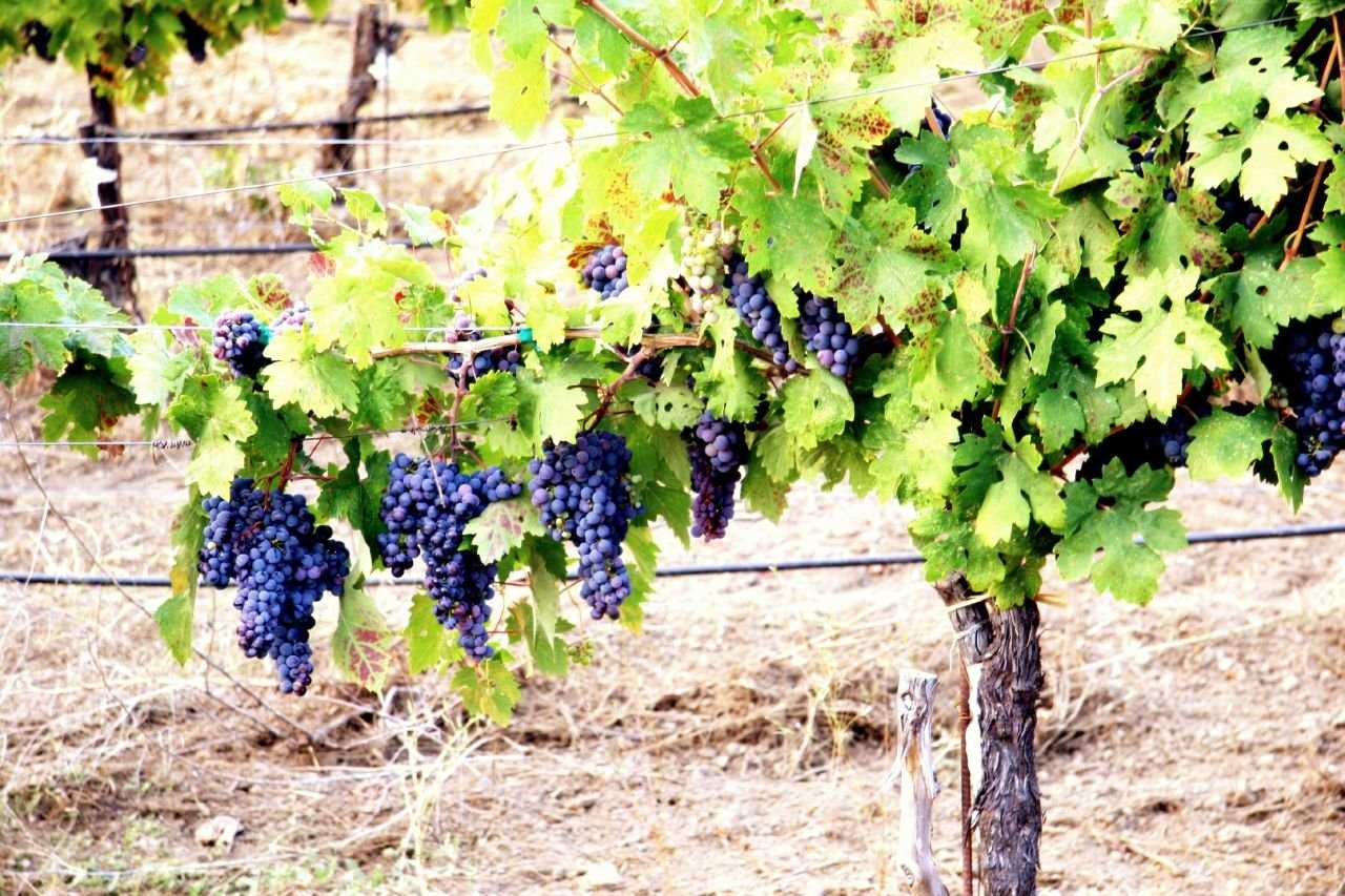 Осеннее обрезание винограда: преимущества и недостатки