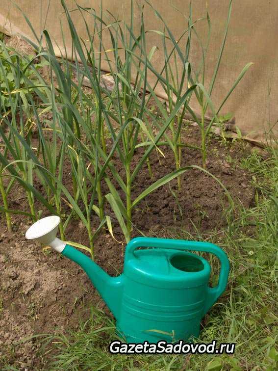 Когда поливать растения в саду – потрясающе простой способ определения!