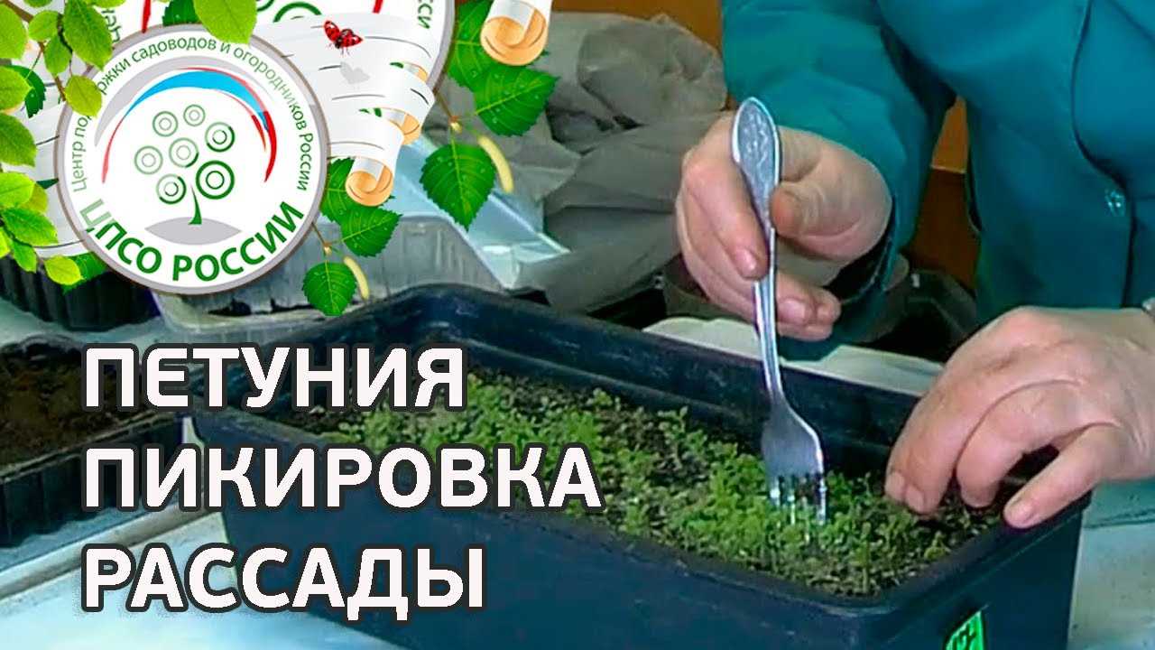 1. Сорт петунии