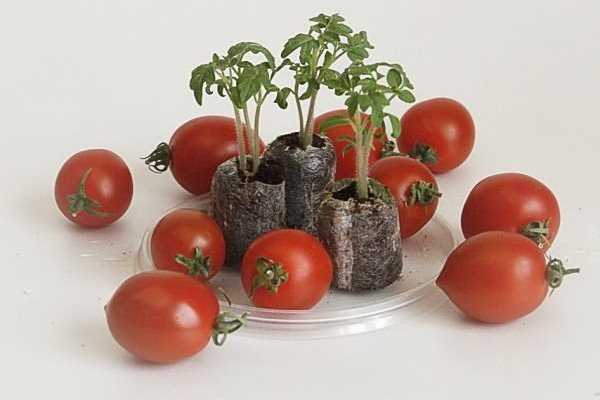 Определение оптимальных сроков посева томатов на рассаду для западных регионов
