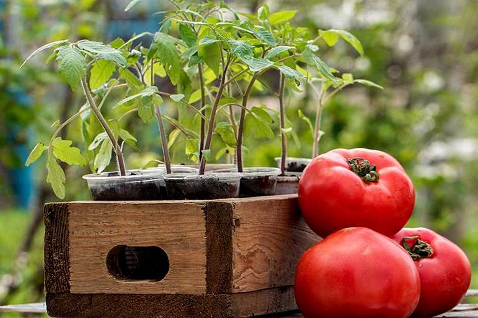 Когда сеять томаты на рассаду?