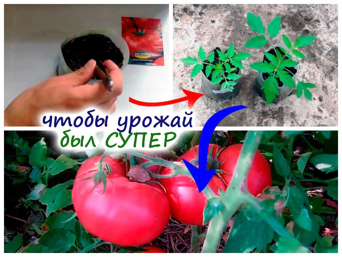 Как определить оптимальные сроки посева томатов на рассаду