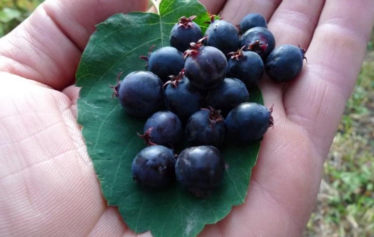 Красивая, вкусная и полезная ирга – выращиваем и ради ягод, и как украшение сада!