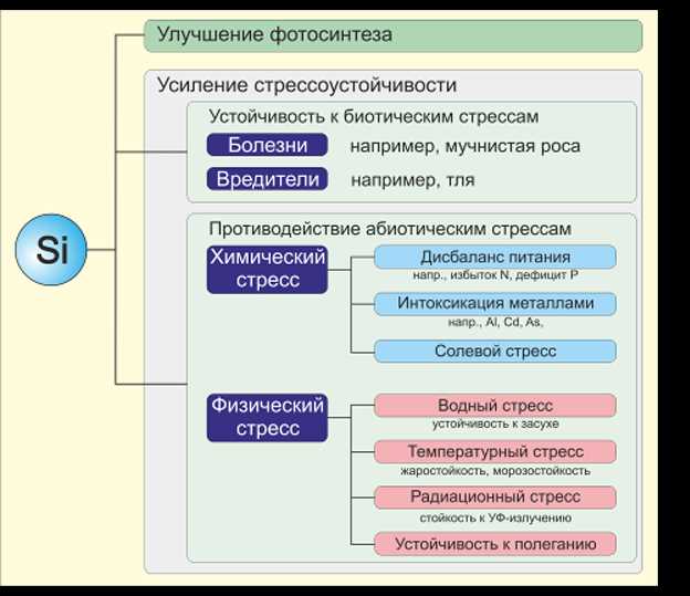 Кремний – важный микроэлемент