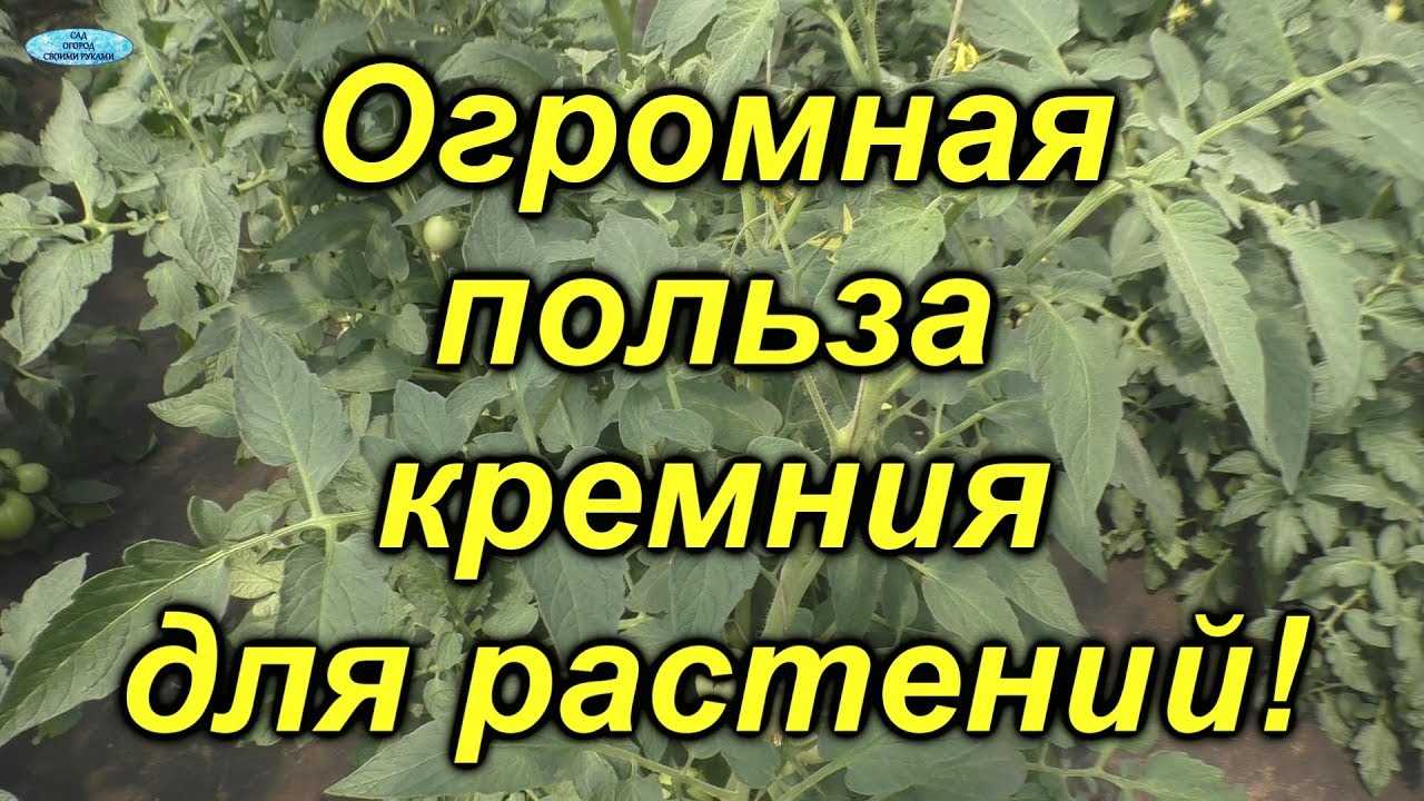 Кремний и устойчивость к неблагоприятным условиям