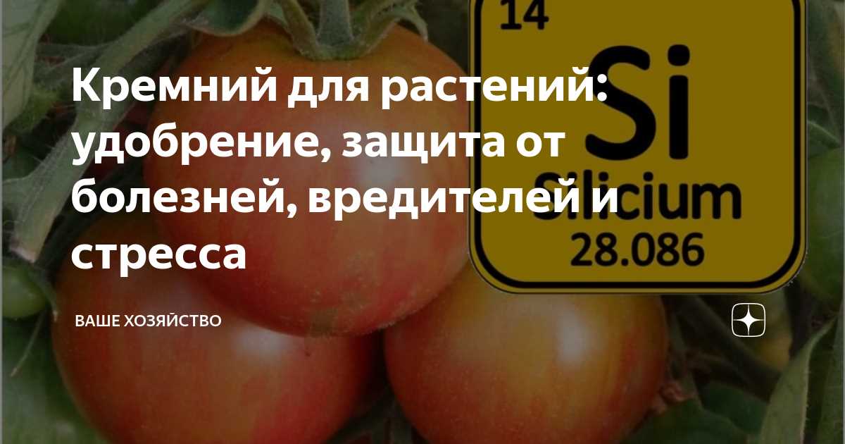 Кремний: эффективное средство против стресса у растений