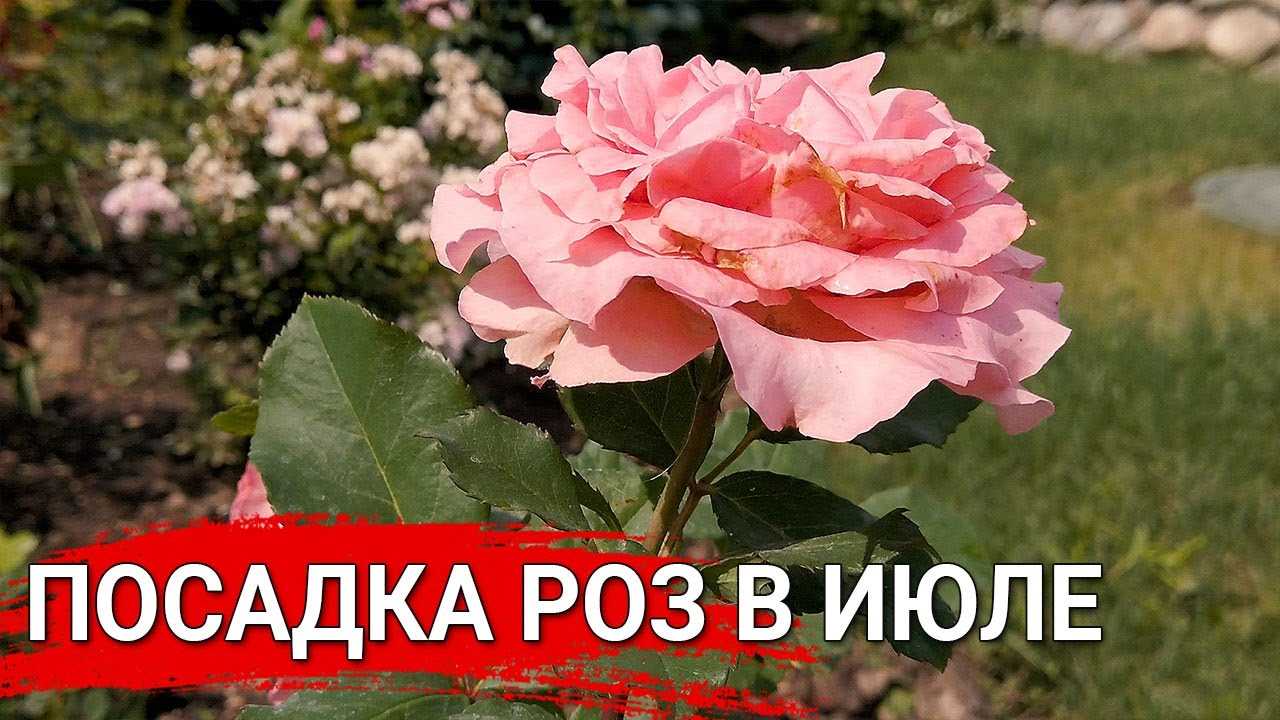 Влияние кремния на физиологические процессы растений