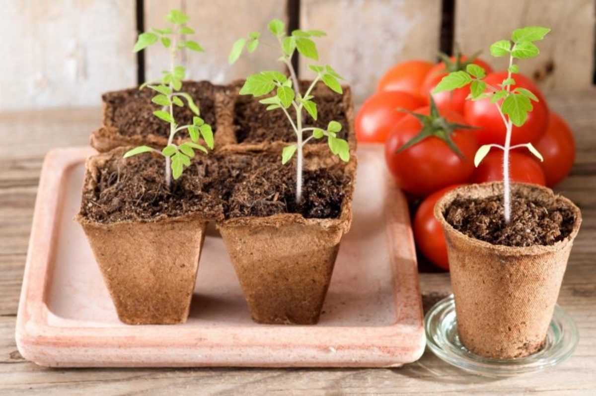 Как проверить качество корневой системы при покупке рассады томата