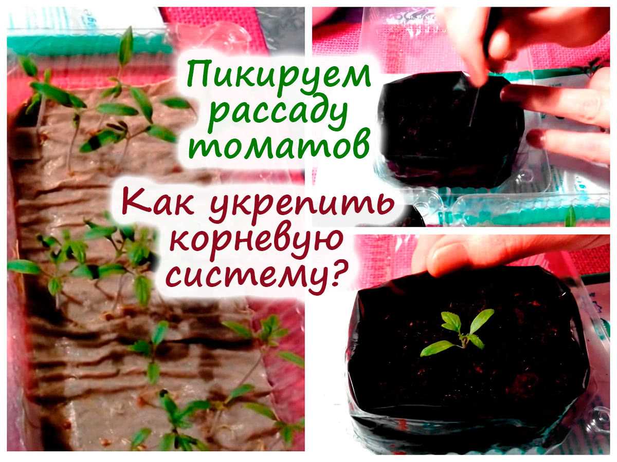 Выбор правильного грунта для посадки рассады томата
