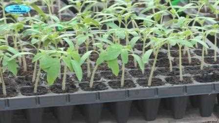 Крепкая корневая система у рассады томата – залог хорошего урожая