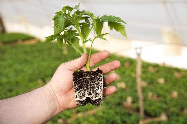 Правила пересадки рассады томата с сохранением корней