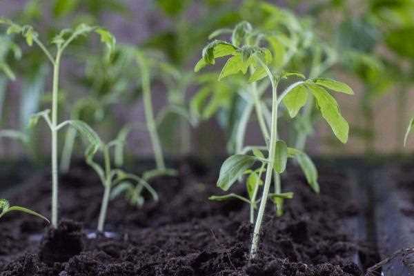 Советы по уходу за корневой системой рассады томата для получения обильного урожая