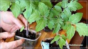 Роль удобрений в формировании крепкой корневой системы рассады томата