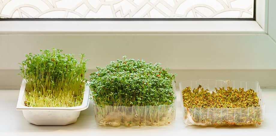 Кресс-салат: выращивание на огороде и дома