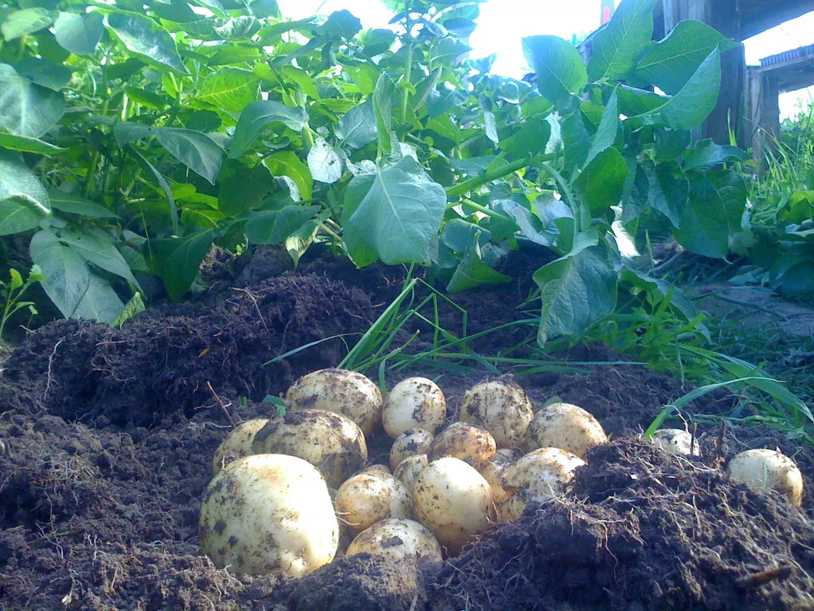Особенности посадки картофеля под соломой