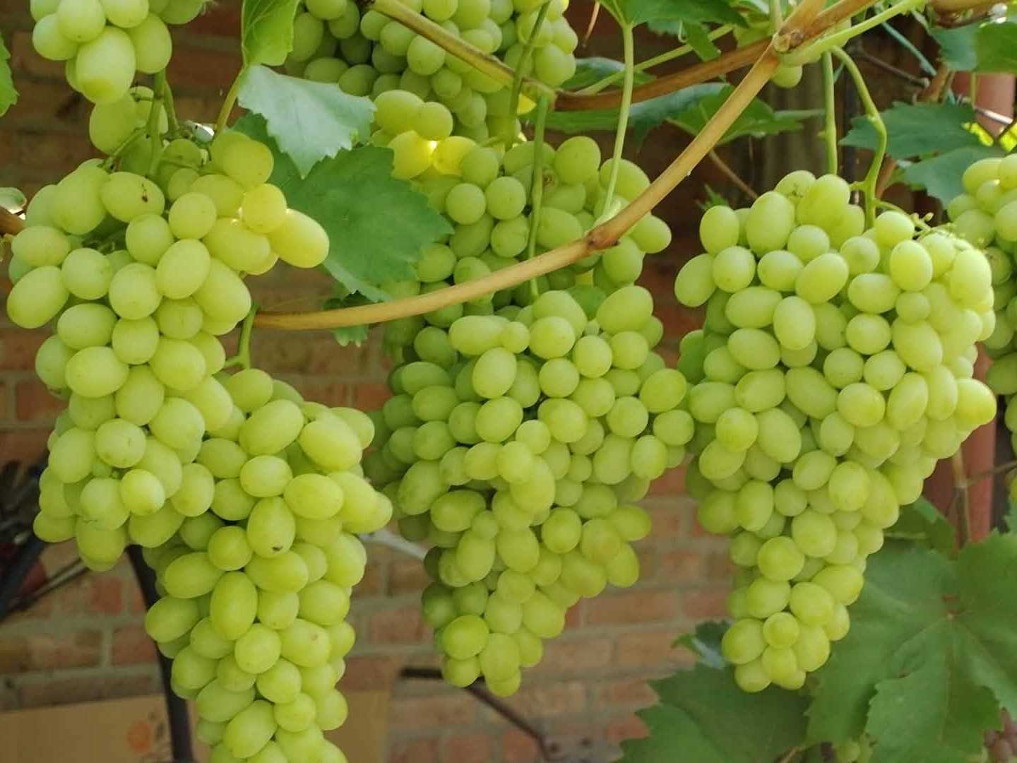 Крупноплодный виноград Флора: особенности и советы по уходу