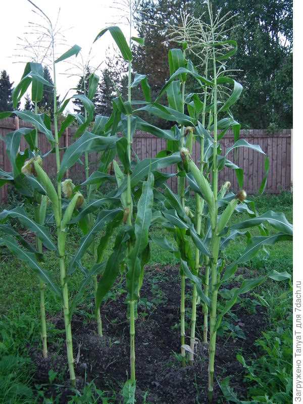 Кукуруза: выращивание на огороде