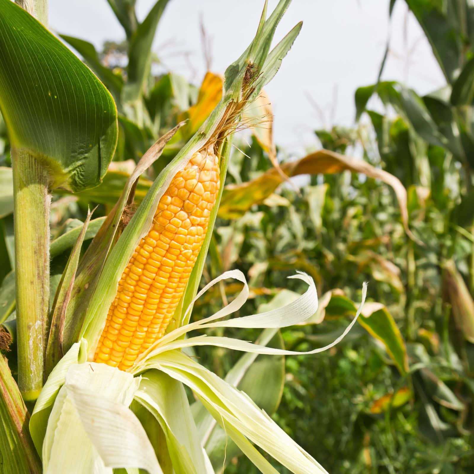 Уход за кукурузой в процессе роста
