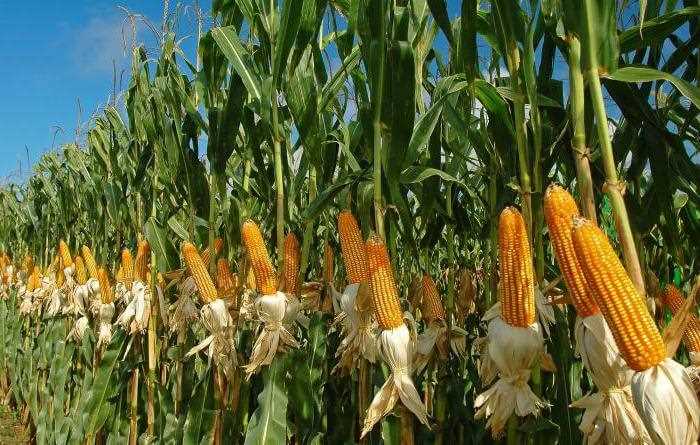 Почему кукуруза на огороде: секреты успешного выращивания?