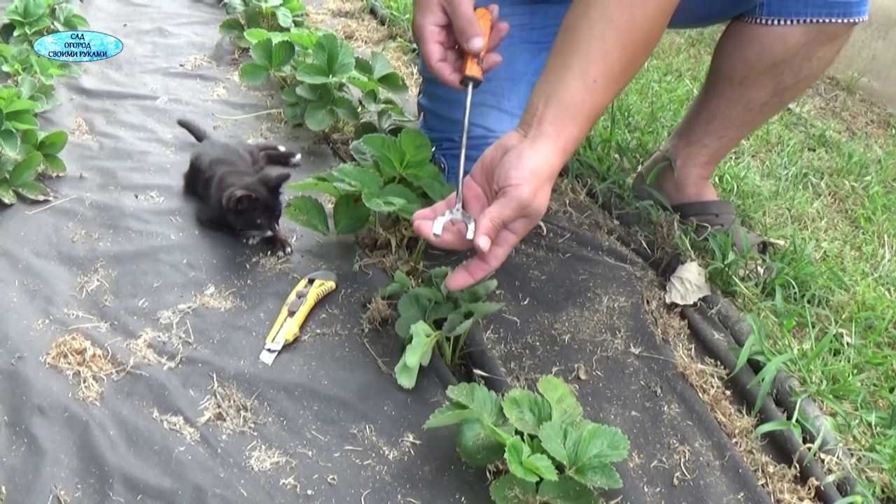Легкая защита растений