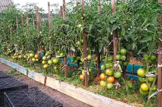 Оптимальный период для подвязки низкорослых томатов в открытом грунте