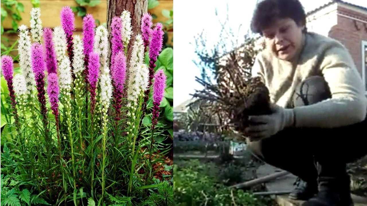 Лиатрис: цветение и уход в течение года