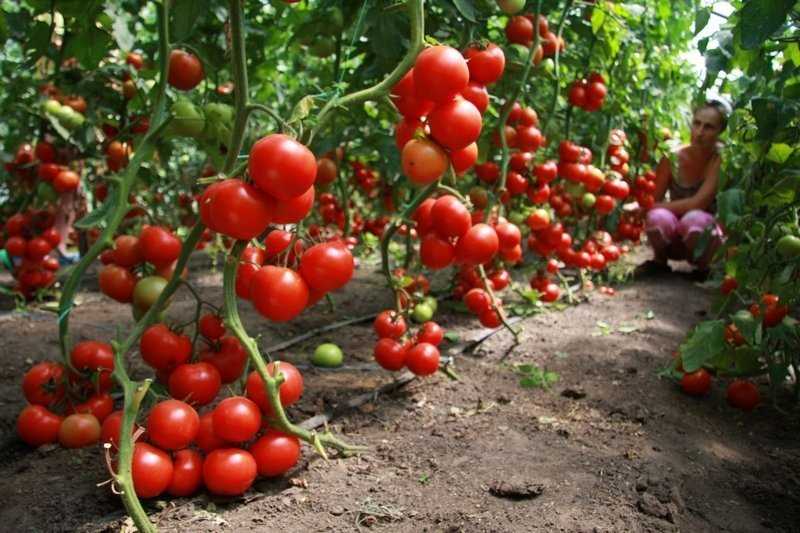 Листовая подкормка томатов – простой и эффективный способ повысить урожайность и укрепить растения