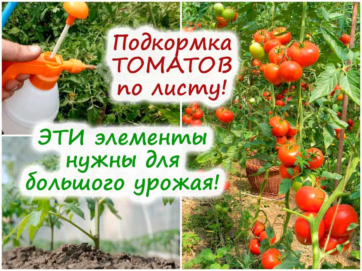 Правильные подкормки томатов